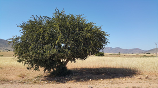 Fordelene ved Argan Olie i hårprodukter